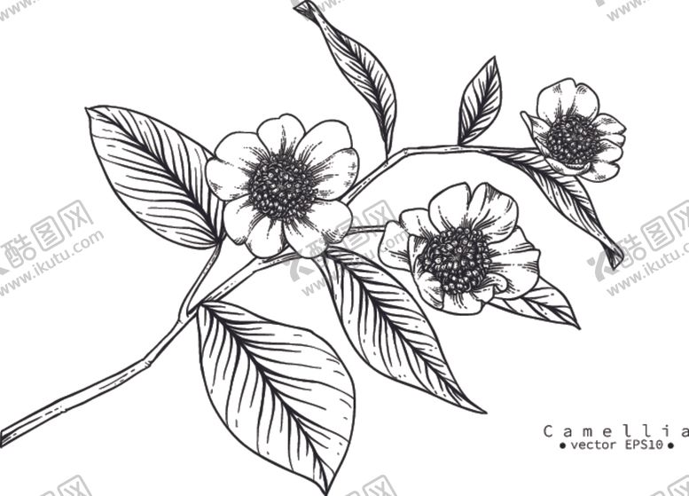 编号：57191910100518417554【酷图网】源文件下载-花卉花蕊