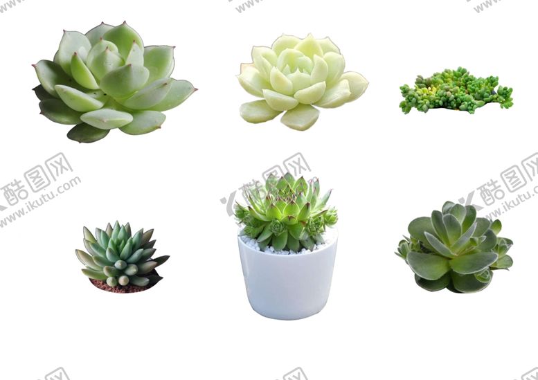 编号：71226004301127118194【酷图网】源文件下载-多肉植物