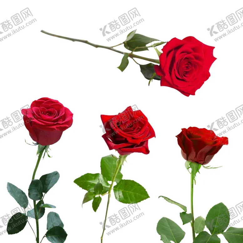 编号：63522201190043494361【酷图网】源文件下载-玫瑰花