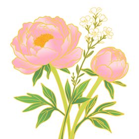 粉色芍药花卉插画