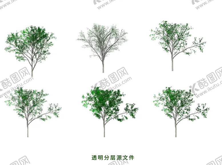 编号：92583610050152049236【酷图网】源文件下载-光腊树