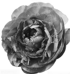 油画花