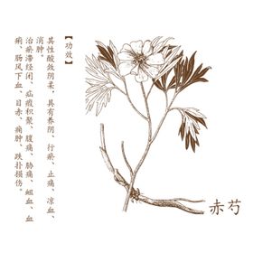 赤芍矢量