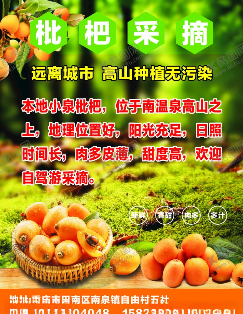 编号：93892311011324018464【酷图网】源文件下载-枇杷采摘