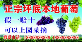 葡萄采摘园葡萄广告