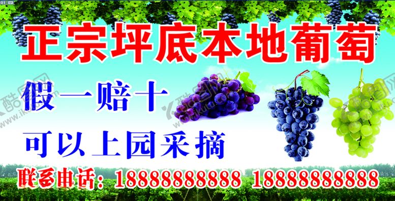 编号：19493705122236342611【酷图网】源文件下载-葡萄采摘园葡萄广告