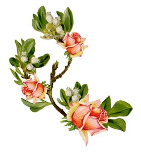 复古鲜花主题装饰图案