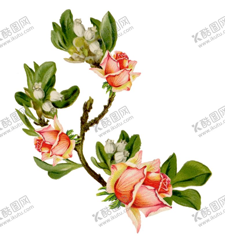 编号：53327707041317404877【酷图网】源文件下载-复古鲜花主题装饰图案