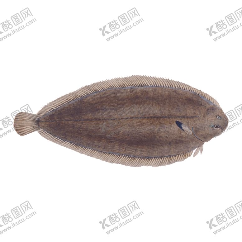 编号：49008909261054176777【酷图网】源文件下载-手绘海鱼