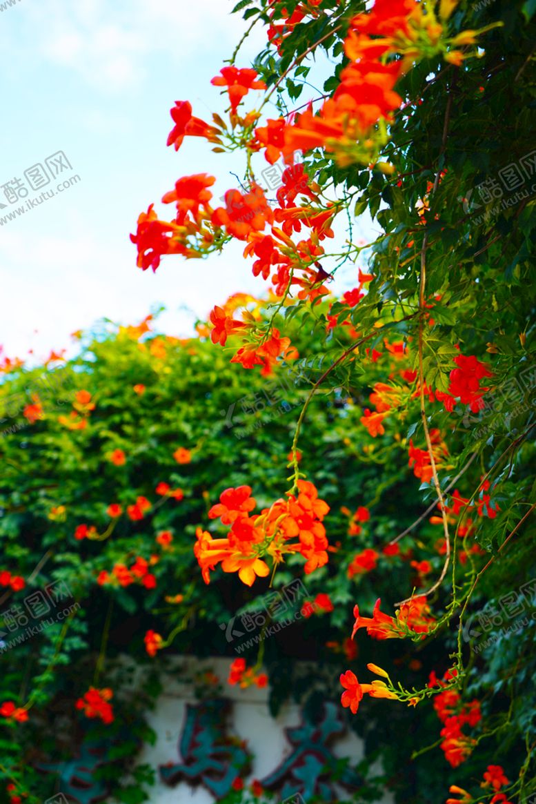 编号：62371509131032184697【酷图网】源文件下载-凌霄花鞭炮花夏末