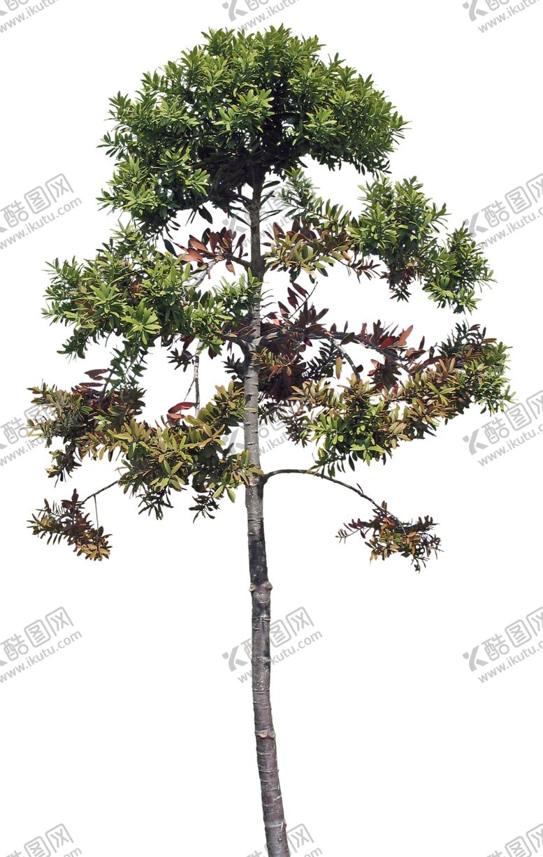 编号：75310307061808343062【酷图网】源文件下载-免扣树木素材