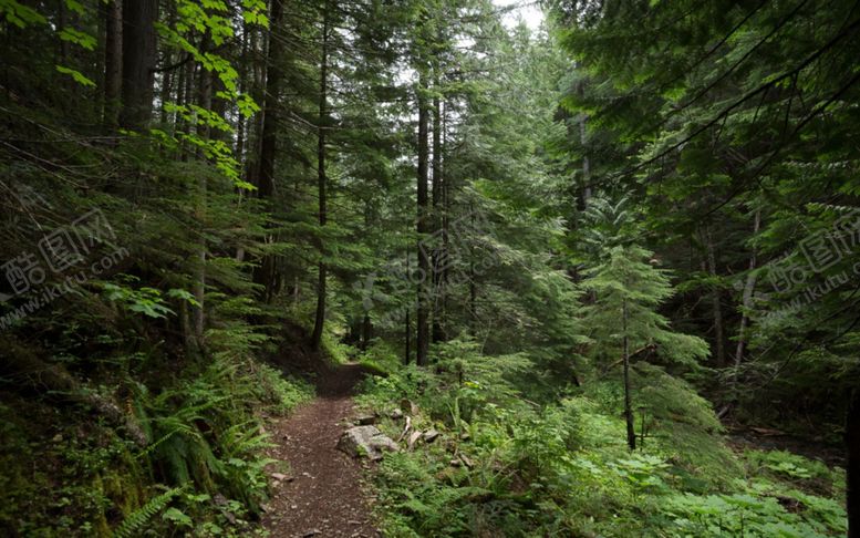 编号：14615710311047469017【酷图网】源文件下载-森林