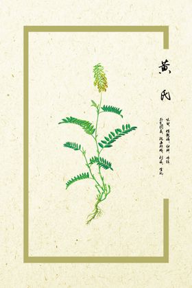 黄芪