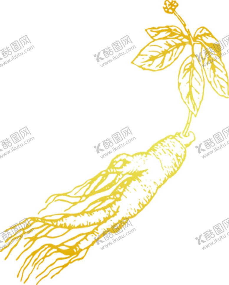 编号：54370109281053107753【酷图网】源文件下载-人参