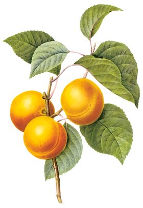 植物花卉油画装饰画