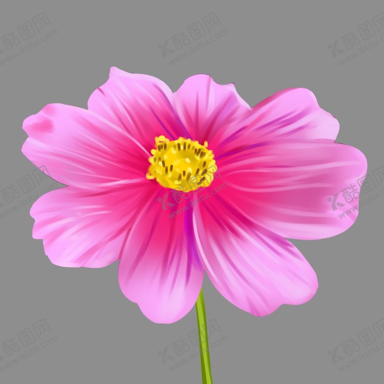 编号：15474007011110506503【酷图网】源文件下载-花朵写实花卉漂亮
