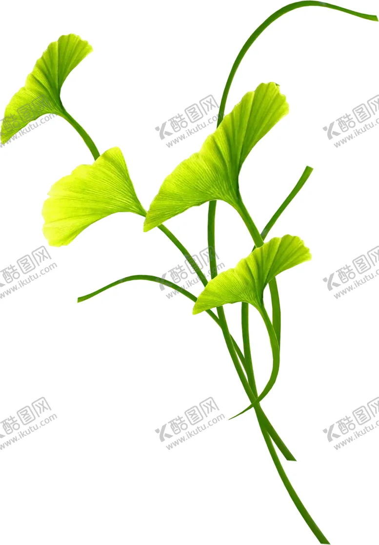 编号：90536105060612075649【酷图网】源文件下载-银杏叶