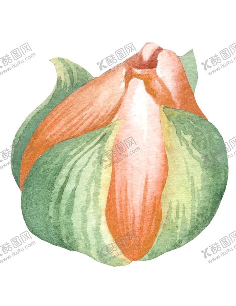 编号：38780007040943224237【酷图网】源文件下载-手绘植物