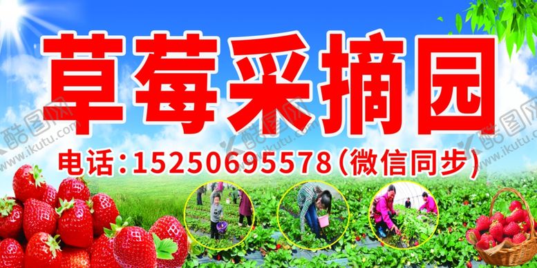 编号：54448509250111275558【酷图网】源文件下载-草莓采摘图片