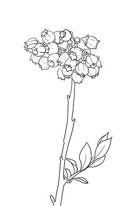 蓝莓花