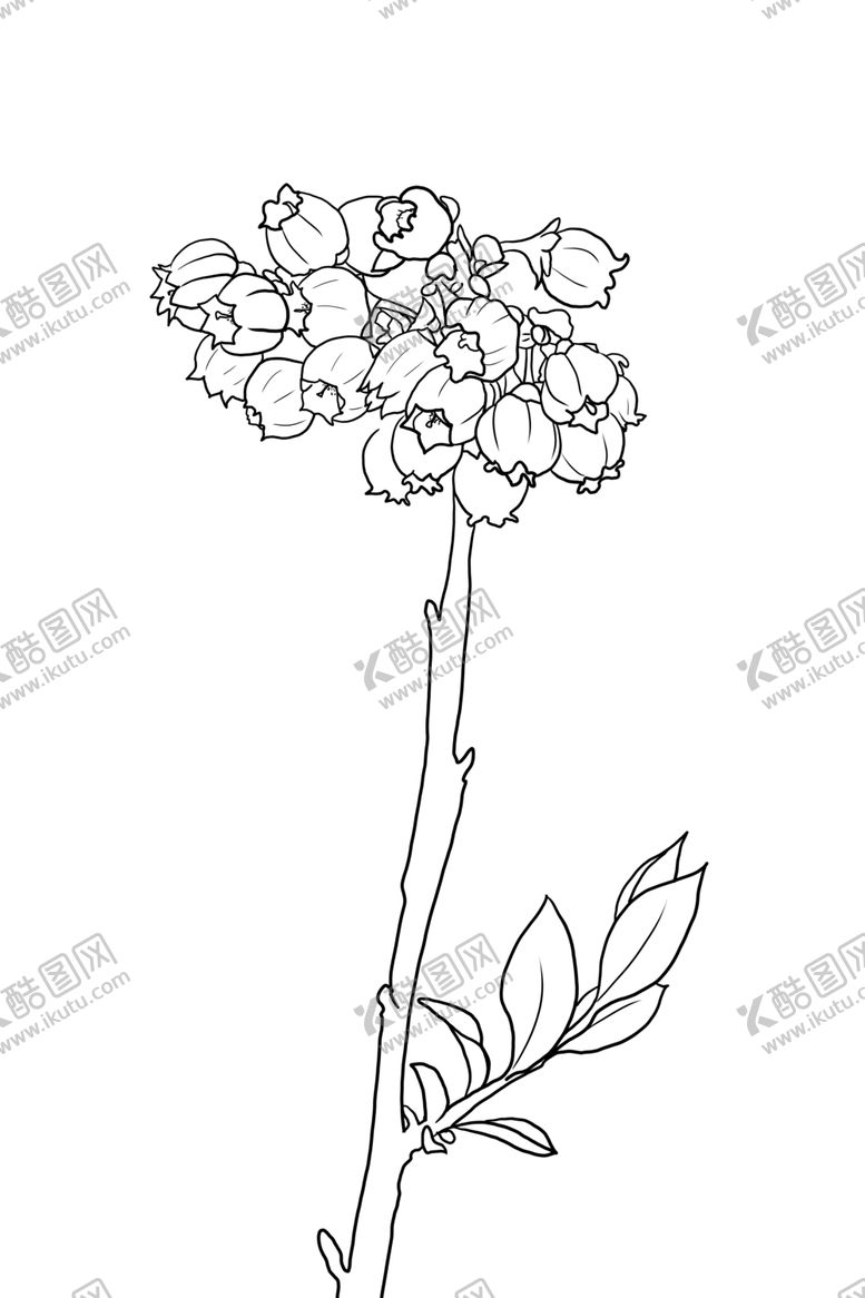 编号：33023105052221079415【酷图网】源文件下载-蓝莓花