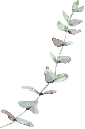 手绘植物