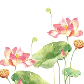 荷花素材叶插画清廉立夏背景立夏