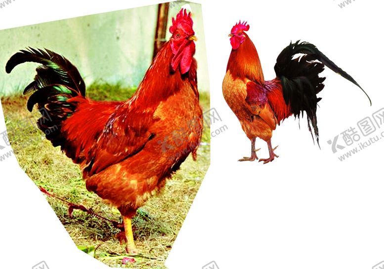 编号：26704509272345589863【酷图网】源文件下载-公鸡
