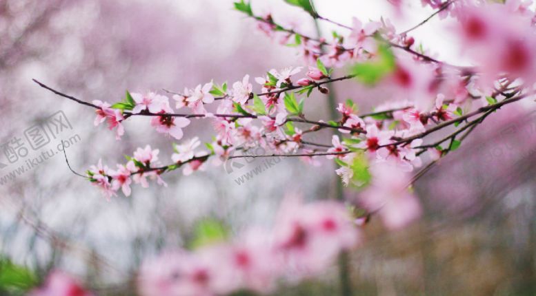 编号：10385701261028164121【酷图网】源文件下载-桃花花朵花卉 