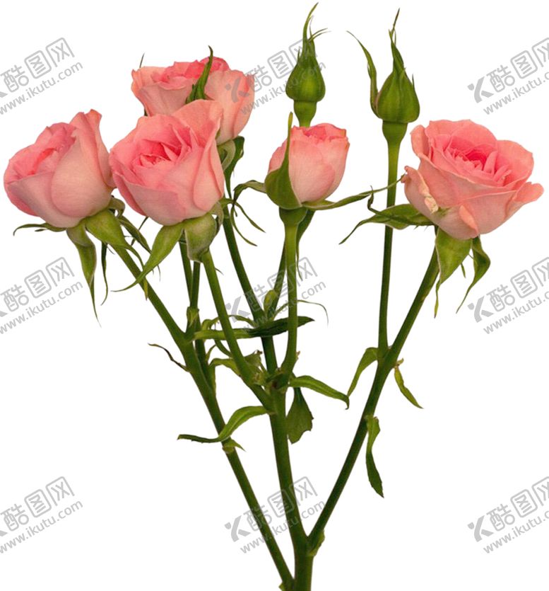 编号：89811107041500182638【酷图网】源文件下载-玫瑰花装饰素材