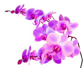 鲜花素材