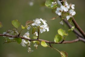 小白花图片