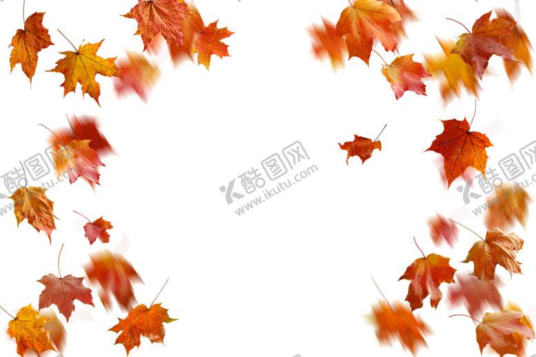 编号：22474709120350155383【酷图网】源文件下载-枫叶