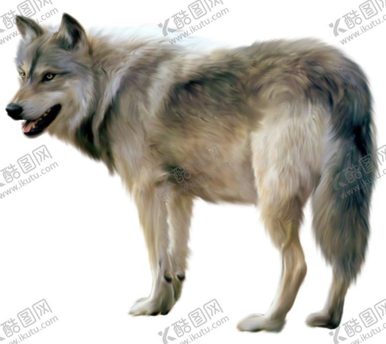 编号：37320402130248289052【酷图网】源文件下载-狼 生物 凶猛动物 非洲动物 