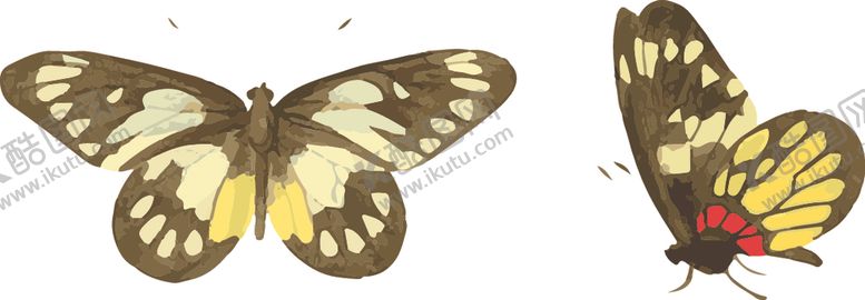 编号：78637509290427421905【酷图网】源文件下载-蝴蝶昆虫插画