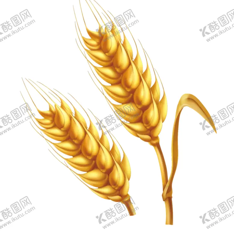 编号：36703704300548058263【酷图网】源文件下载-麦子