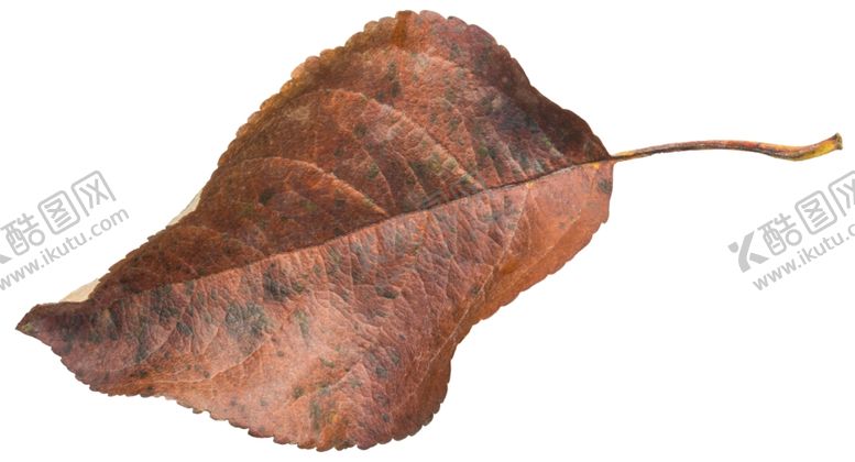 编号：73120310141334197537【酷图网】源文件下载-树叶