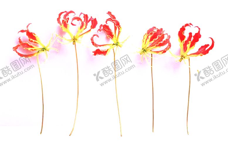 编号：87083109141008413913【酷图网】源文件下载-红色背景