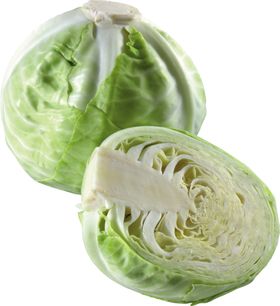 包菜
