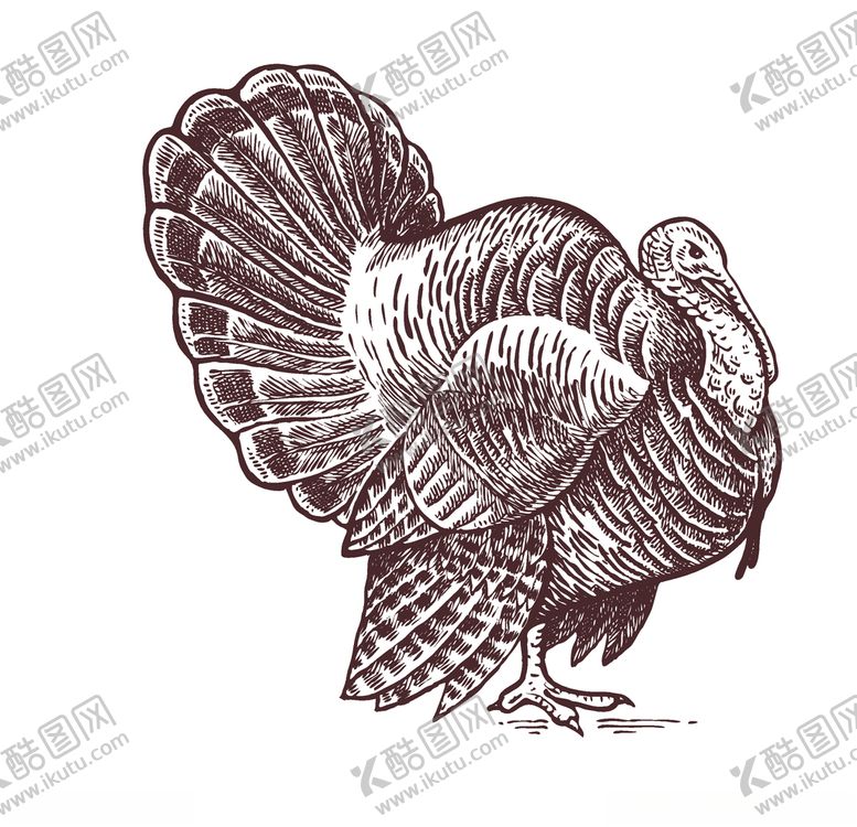 编号：34835909151017018165【酷图网】源文件下载-火鸡