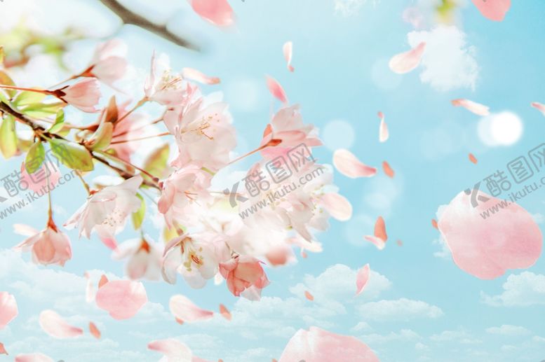 编号：58526810051949089802【酷图网】源文件下载-樱花飘落