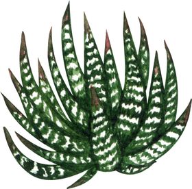 手绘水彩大树绿植插画