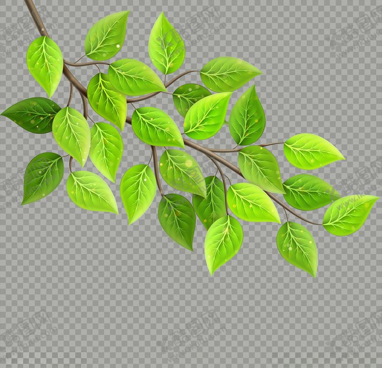 编号：30264309292157256646【酷图网】源文件下载-绿叶