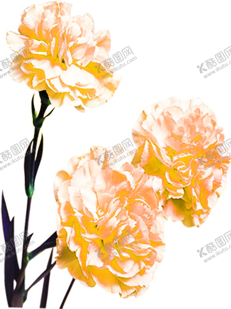 编号：55587309162101584354【酷图网】源文件下载-花素材