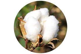 棉花