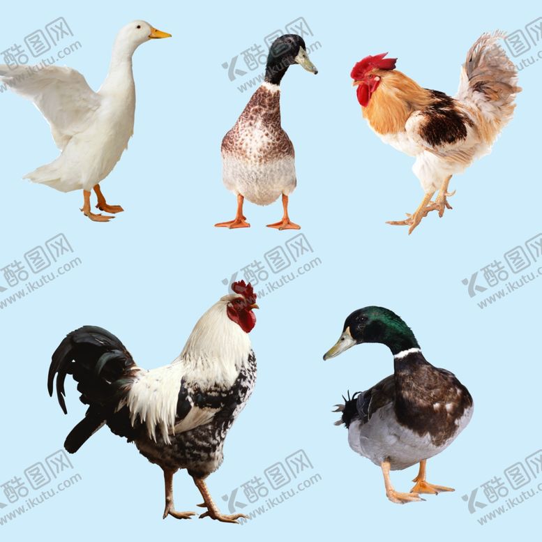 编号：19127209250947456887【酷图网】源文件下载-鸡鸭