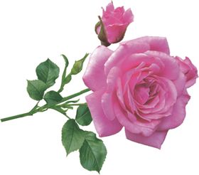 粉紫色玫瑰花