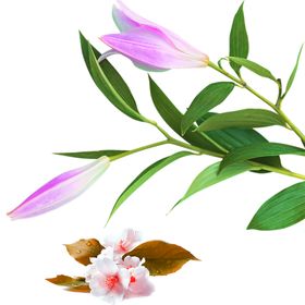 鲜花素材