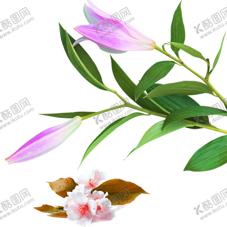编号：74117105180144061587【酷图网】源文件下载-鲜花素材