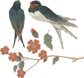 燕子素材